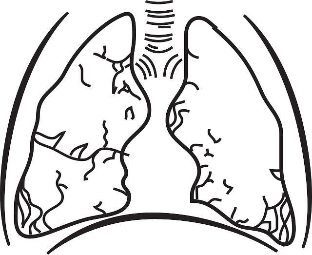 pulmones partes