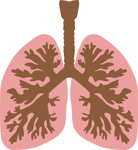 pulmones dibujo