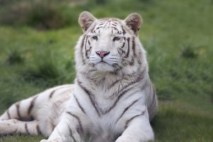 imagen de un tigre blanco para colorear