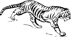 tigre blanco