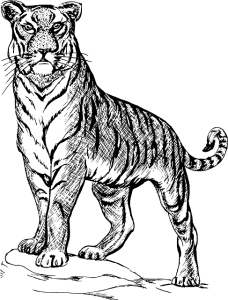 tigre blanco para colorear