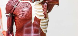 esta es la imagen del sistema muscular